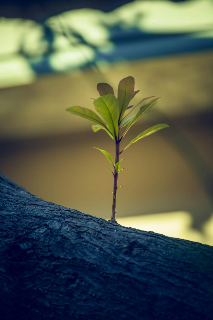 A small green plant sprouts from a tree trunk, symbolizing growth and resilience.